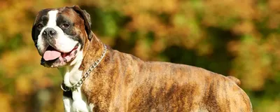 Немецкий боксёр собака, рыжая с …» — создано в Шедевруме
