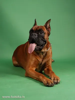 Боксер Немецкий Собака - Бесплатное фото на Pixabay - Pixabay