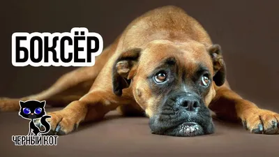 Немецкий боксер - описание породы собак: характер, особенности поведения,  размер, отзывы и фото - Питомцы Mail.ru