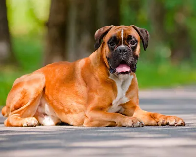 Foto Stock Собака породы немецкий боксер | Adobe Stock
