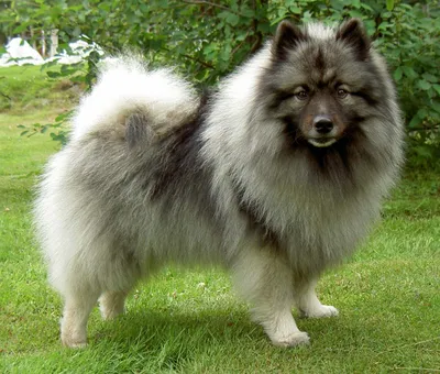 DEUTSCHER SPITZ - WOLFSPITZ (KEESHOND) Немецкий вольфшпиц (кеесхонд) |  Thanks for accepting me to the group | Facebook