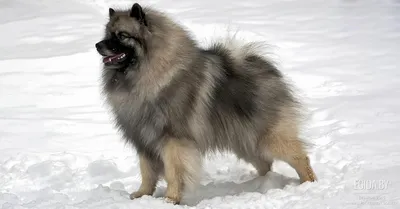 Кеесхонд вольфшпиц : 🐕 описание породы, содержание, характер собак, плюсы  и минусы - ГульДог