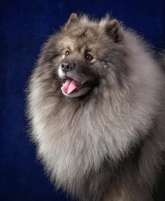 Кеесхонд (Keeshond) - активная, интеллектуальная и оповестительная порода  собак. Фото, описание, цены, отзывы.