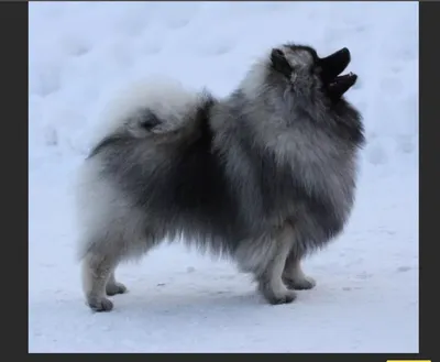 Флаффи - УЛЫБЧИВЫЙ ГОЛЛАНДЕЦ ИЛИ КЕЕСХОНД ⠀ Или немецкий вольфшпиц 😍 ⠀ А  знаете, почему «улыбчивый голландец»? Вы только посмотрите на это  умилительное выражение мордочки ❤️ Отсюда и «улыбчивый», а «голландский» –