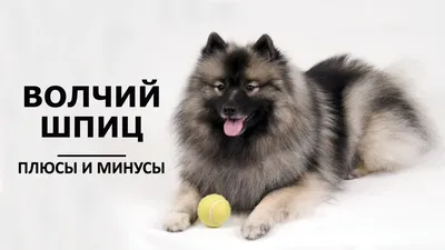 Кеесхонд/Немецкий вольфшпиц 2023 | ВКонтакте