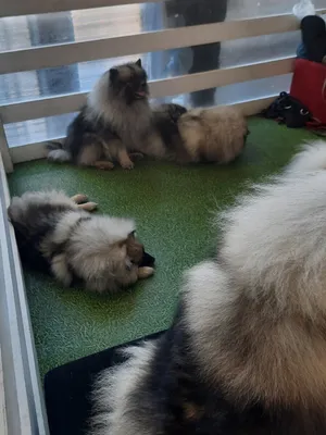 keeshond.su - Кеесхонд, вольфшпиц, волчий шпиц Северная Орхидея Фест  Олимпик Голд (Филя)
