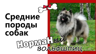 Вольфшпиц Кеесхонд девочка с доставкой, цена Договорная купить в Минске на  Куфаре - Объявление №210166947