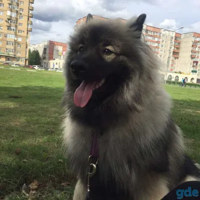 Собака породы кеесхонд (немецкий вольфшпиц) на улице в солнечный летний  день. портреты собаки | Премиум Фото