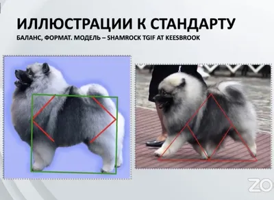 Голджин Шерли ❤️ Моя Щирля-Мырля🥰 #keeshond #кеесхонд #вольфшпиц  #немецкийшпиц | Instagram