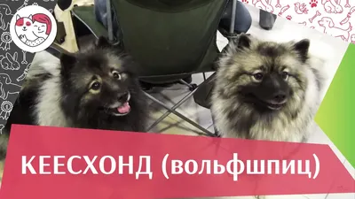Серый Keeshound, Кишонд, Keeshonden Собака Немецкий Шпиц Вольфшпиц  Фотография, картинки, изображения и сток-фотография без роялти. Image  43891433