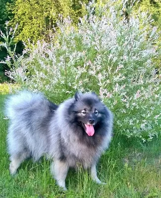 Голджин Шерли ❤️ Моя Щирля-Мырля🥰 #keeshond #кеесхонд #вольфшпиц  #немецкийшпиц | Instagram