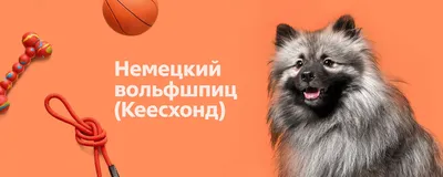 Порода собак вольфшпиц - 72 фото