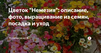 Цветок \"Немезия\": описание, фото, выращивание из семян, посадка и уход |  🚩Сорняков.НЕТ🚩 | Дзен