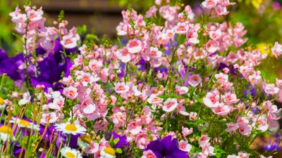Прекрасные цветы Немезия на фото в виде png изображений