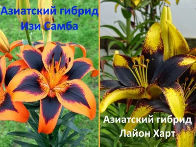 Необычные лилии, которые вам точно понравятся | V огороде | Дзен