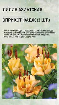 Азиатская лилия Граффити/Graffity - «Эта лилия поразила меня своим необычным  окрасом, и приятно удивила количеством цветов на веточке. 🌸 Азиатская лилия  Граффити, подойдет для клумб, а так же для срезки. » | отзывы
