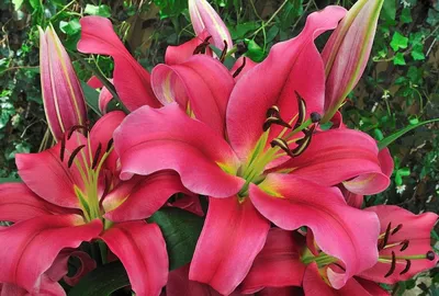 Интересные сорта Лилий | Longfield gardens, Tiger lily flowers, Bulb flowers