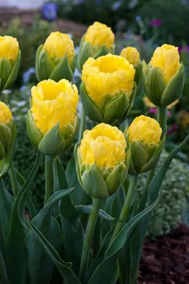 Интересные и необычные сорта тюльпанов | Тюльпаны, Тюльпановый сад, Посадка  цветов
