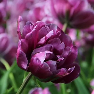 Тюльпан Многоцветковый Flaming Club (Флеминг Клаб) - «Яркий, необычный  цветок» | отзывы
