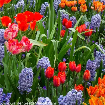 Free Необычные тюльпаны image - ImageFree.com