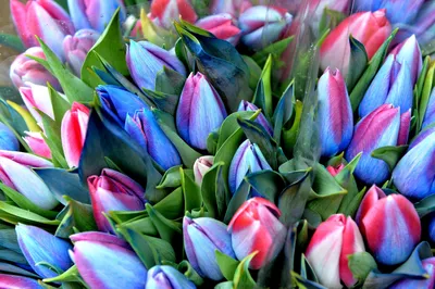 Необычные тюльпаны и синий виноградный гиацинт - набор из 29 штук - –  Garden Seeds Market | Бесплатная доставка