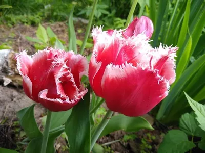 Необычные тюльпаны - красивые фото