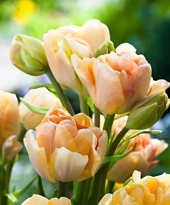 Интересные и необычные сорта тюльпанов | Тюльпановый сад, Посадка цветов,  Тюльпаны