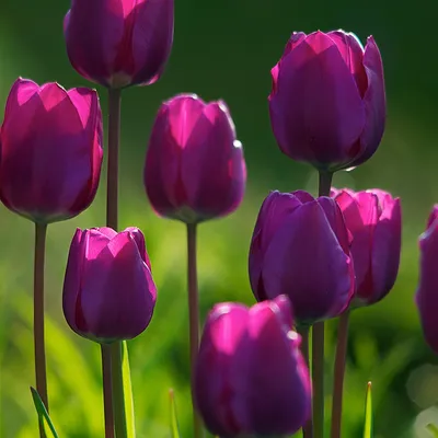 Тюльпаны тюльпанов необычные красные в виде росес или пионов Стоковое Фото  - изображение насчитывающей весна, внесметно: 179629794