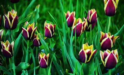Тюльпан: история необычного цветка