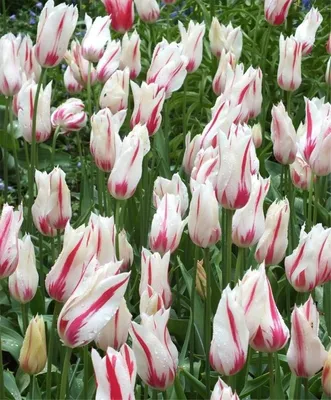 Дача.блог - Необычные тюльпаны. Просто WOW! | Facebook