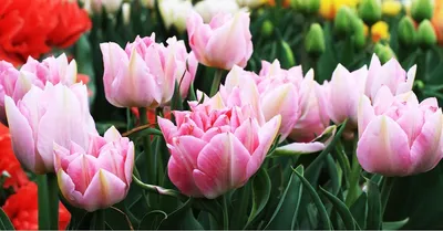 10 самых необычных сортов тюльпанов | В цветнике (Огород.ru)