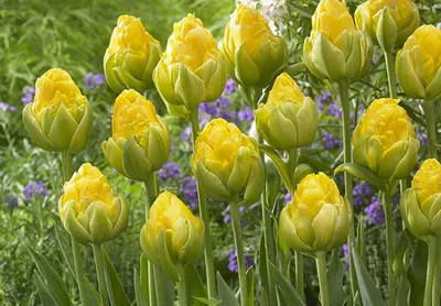 Интересные и необычные сорта тюльпанов | Красивые цветы, Тюльпаны, Цветник  план