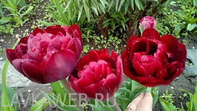 Распустившиеся необычные тюльпаны. | Пикабу
