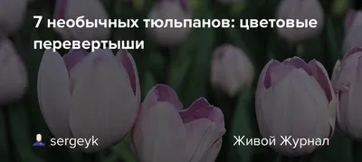 Купить 75 тюльпанов микс в корзине в Нижнем Новгороде