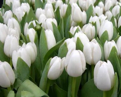 Тёмные тюльпаны нереально красивые …» — создано в Шедевруме