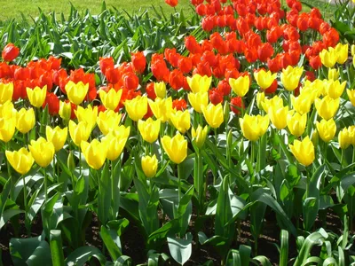 7 необычных тюльпанов: цветовые перевертыши