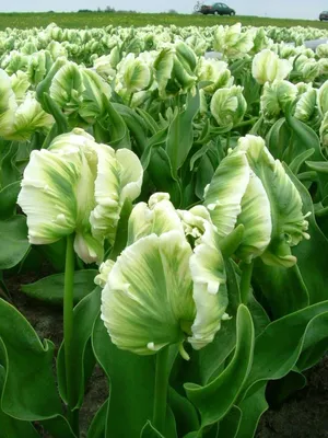 Интересные и необычные сорта тюльпанов | Bulb flowers, Tulips garden, Tulips