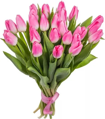 Тюльпан пионовидный фиолетовый поштучно | купить недорого тюльпаны в  розницу | доставка по Москве и области