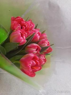 Его Величество Тюльпан! · Блог студии цветов «Зелень»