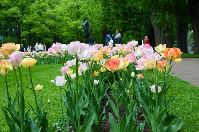 Baiciurina Olga's Design Room: Букет из голубых тюльпанов-Blue tulips  wedding bouquet