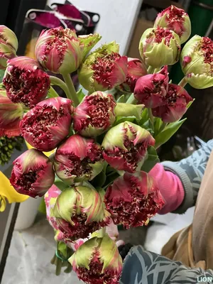 Многие необычные тюльпаны имели очертания Стоковое Фото - изображение  насчитывающей очаровывать, изображение: 164443286