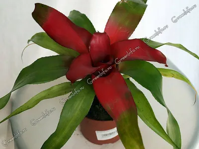 Неорегелия - тропический растение в саду Стоковое Фото - изображение  насчитывающей цветок, бобра: 160913810