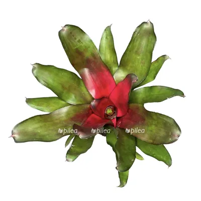 Комнатный цветок \"Неорегелия h25\" купить по низкой цене в интернет-магазине  Неорегелия h25