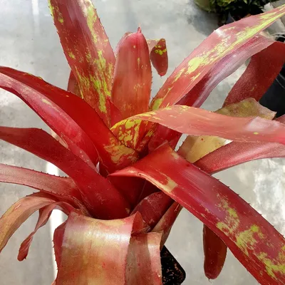 Neoregelia Fireball Окрашенная - Florariumplants