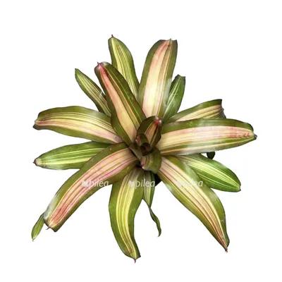 Неорегелия - тропический растение в саду Стоковое Фото - изображение  насчитывающей пурпурово, листво: 160913848