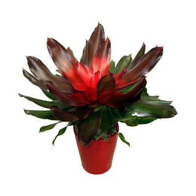 Неорегелия купить в Москве - цены в интернет-магазине Florariumplants с  доставкой по России