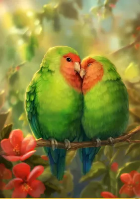 Неразлучник – птица любви. Описание попугаев неразлучников