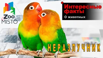 Купить попугая неразлучника в Екатеринбурге | Цены в питомнике «Ворон»
