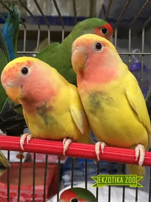 Голоса птиц как поют попугаи Неразлучники Agapornis - YouTube