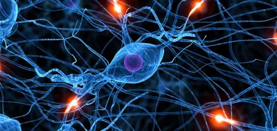 неврология человеческого мозга Иллюстрация штока - иллюстрации  насчитывающей разлад, неврология: 236848342